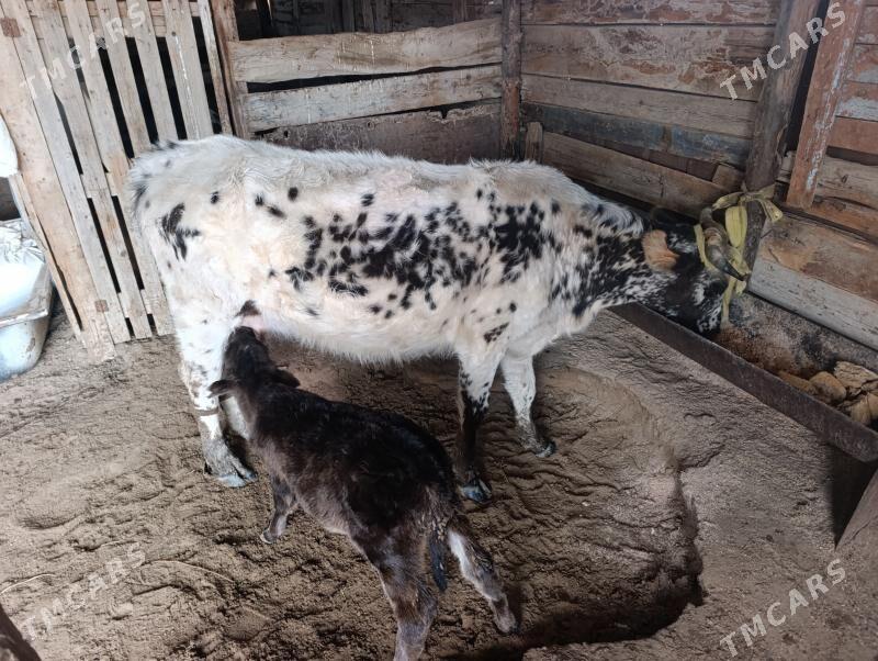 Sygyr göleli - Jebel - img 1