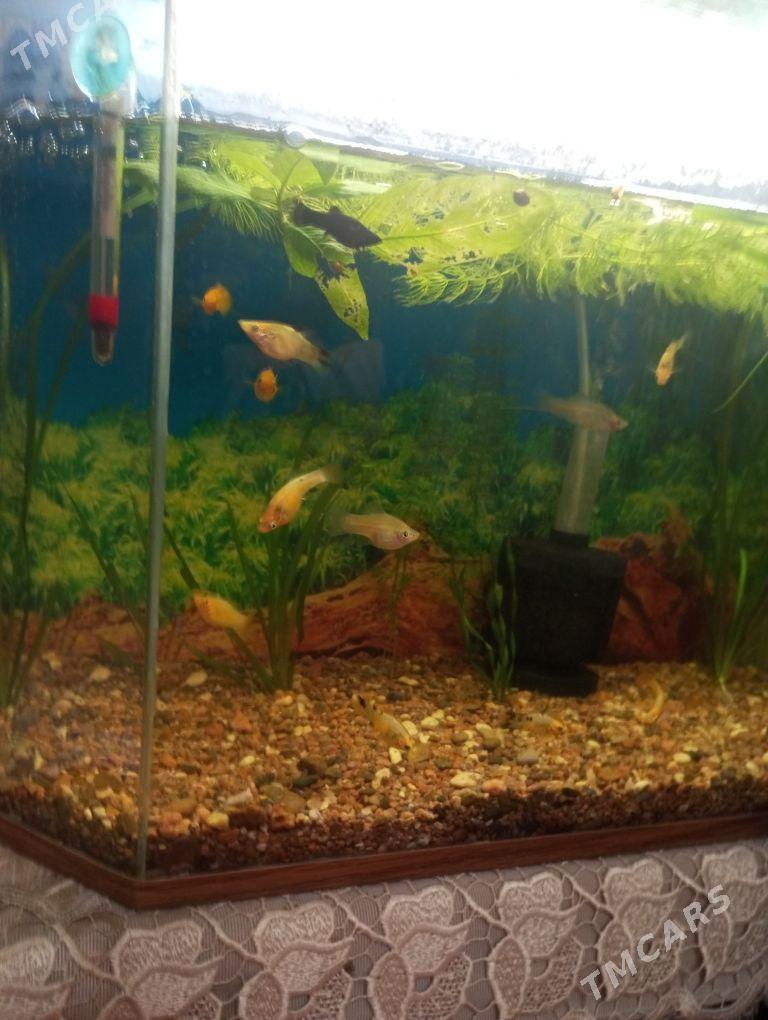 аквариум - Aşgabat - img 1