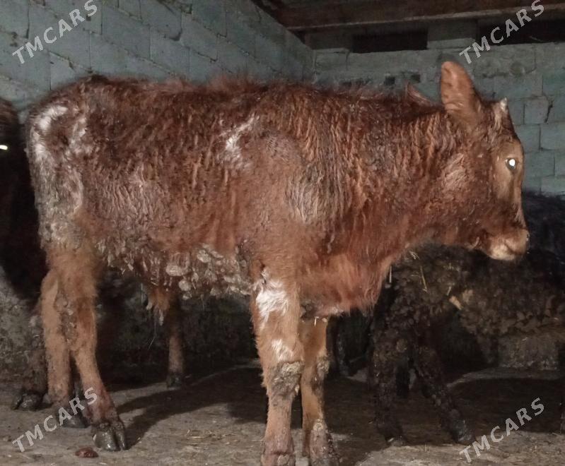 öküz 5sany - Gökdepe - img 1