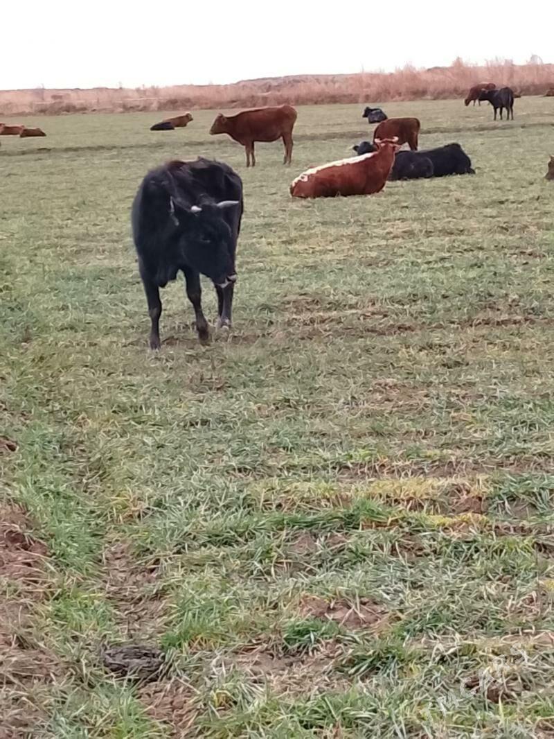 yetik bogaz sygyr - Дянев - img 1