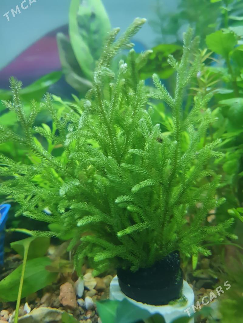 аквариумные растения - Aşgabat - img 1