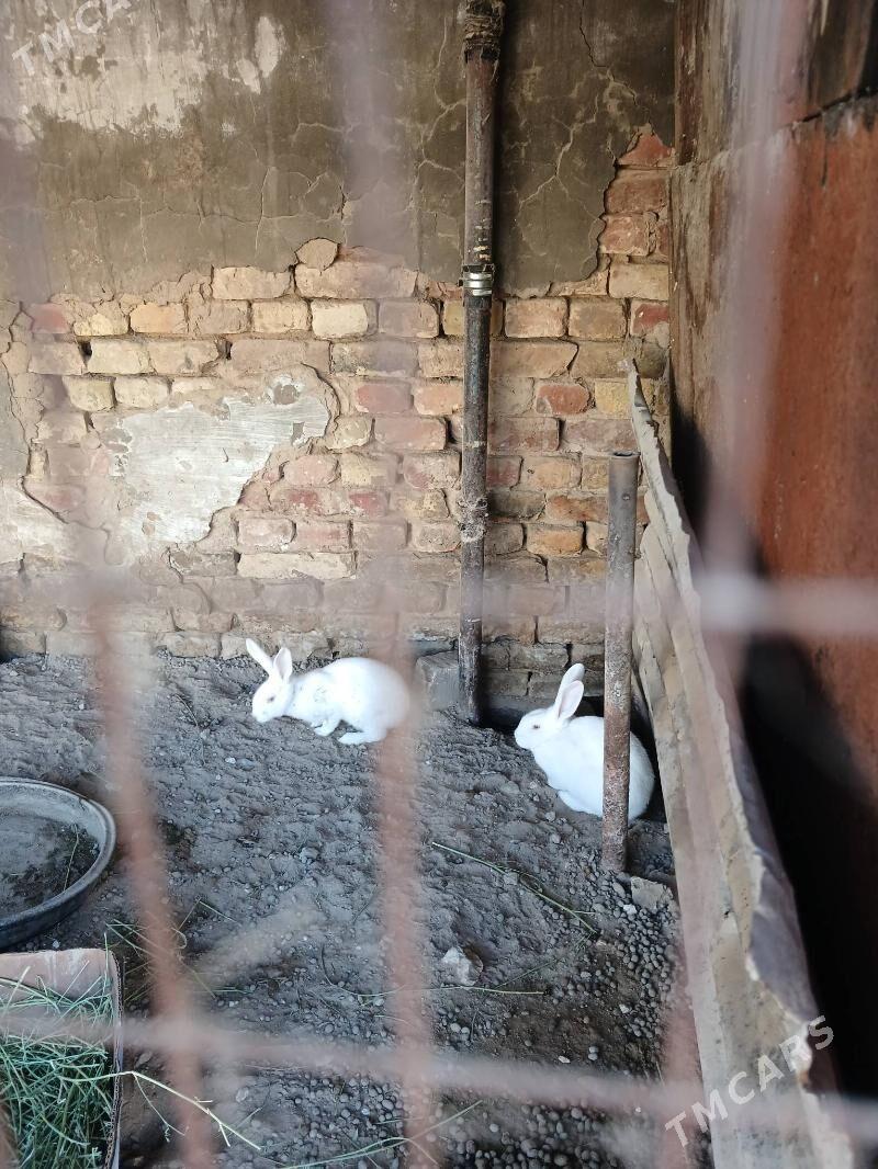 towsan - Aşgabat - img 1