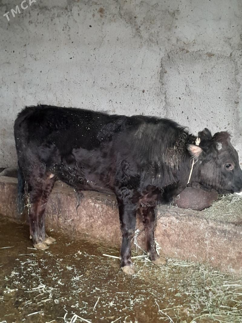 Öküz - Бахарден - img 1