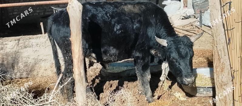 Okuz - Babadaýhan - img 1