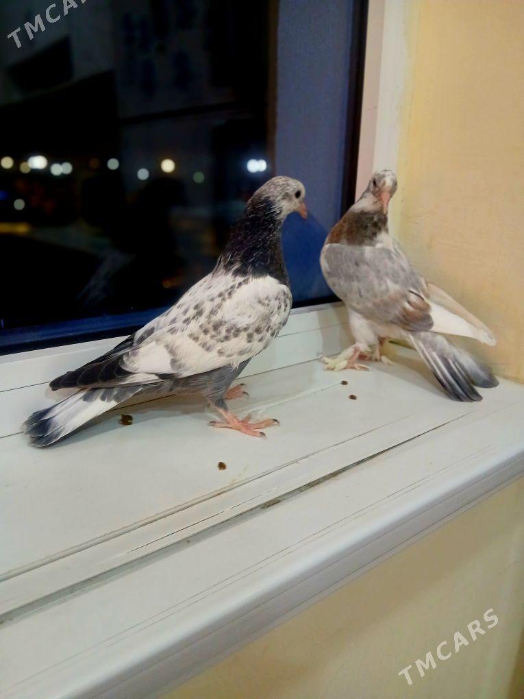 kepderi - Анев - img 1