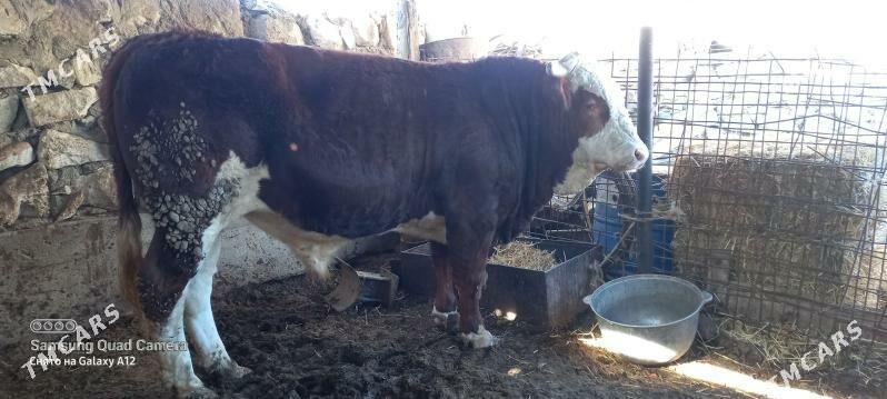 okuz 2 yas - Gumdag - img 1