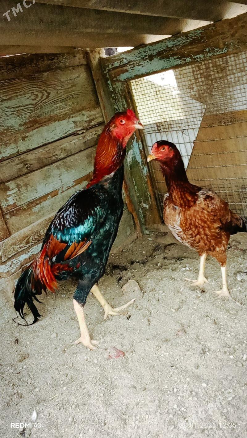 baysow jujeler - Çärjew - img 1