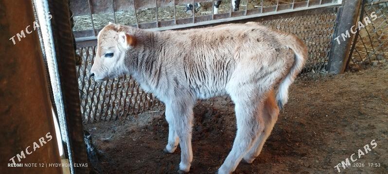 Sygyr - Балканабат - img 1