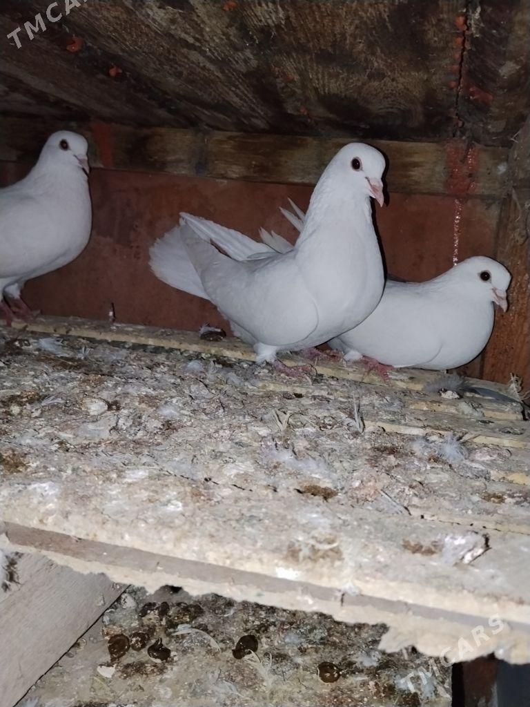 kepderi - Garagum etraby - img 1