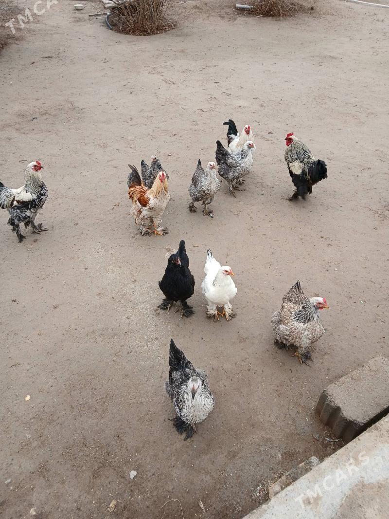 brama towuklar - Gökdepe - img 1