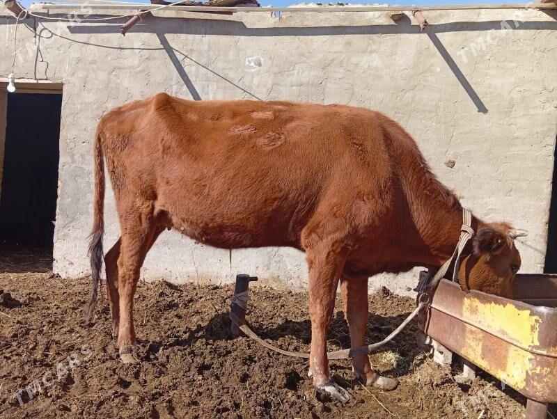 boğaz sygyrlar - Mary - img 1