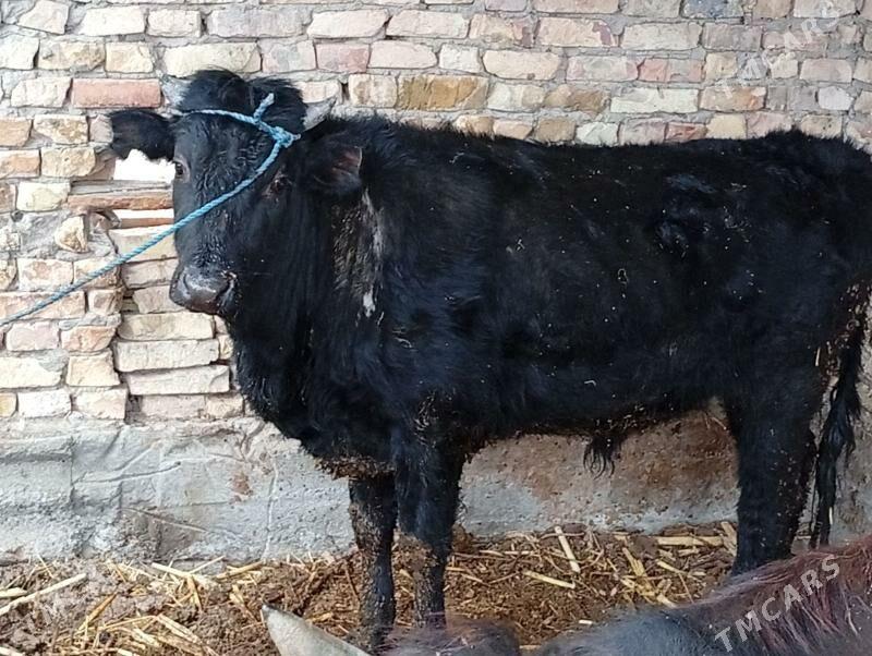 okuz bn unajyn - Дянев - img 1