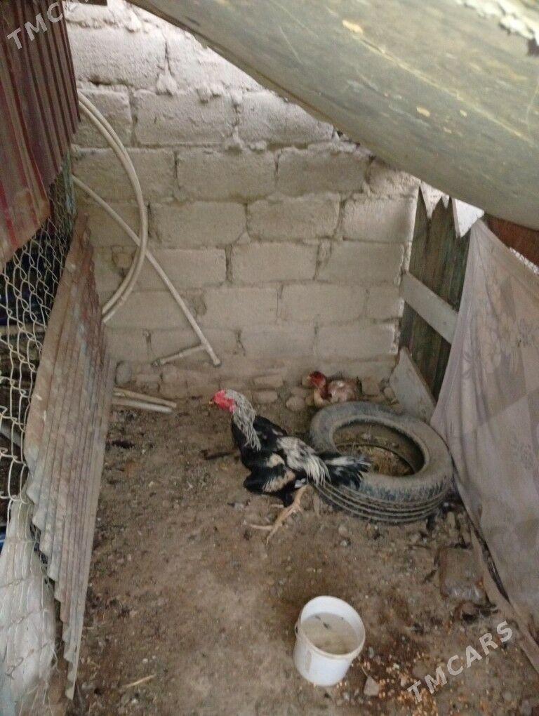 Taskent - Ашхабад - img 1