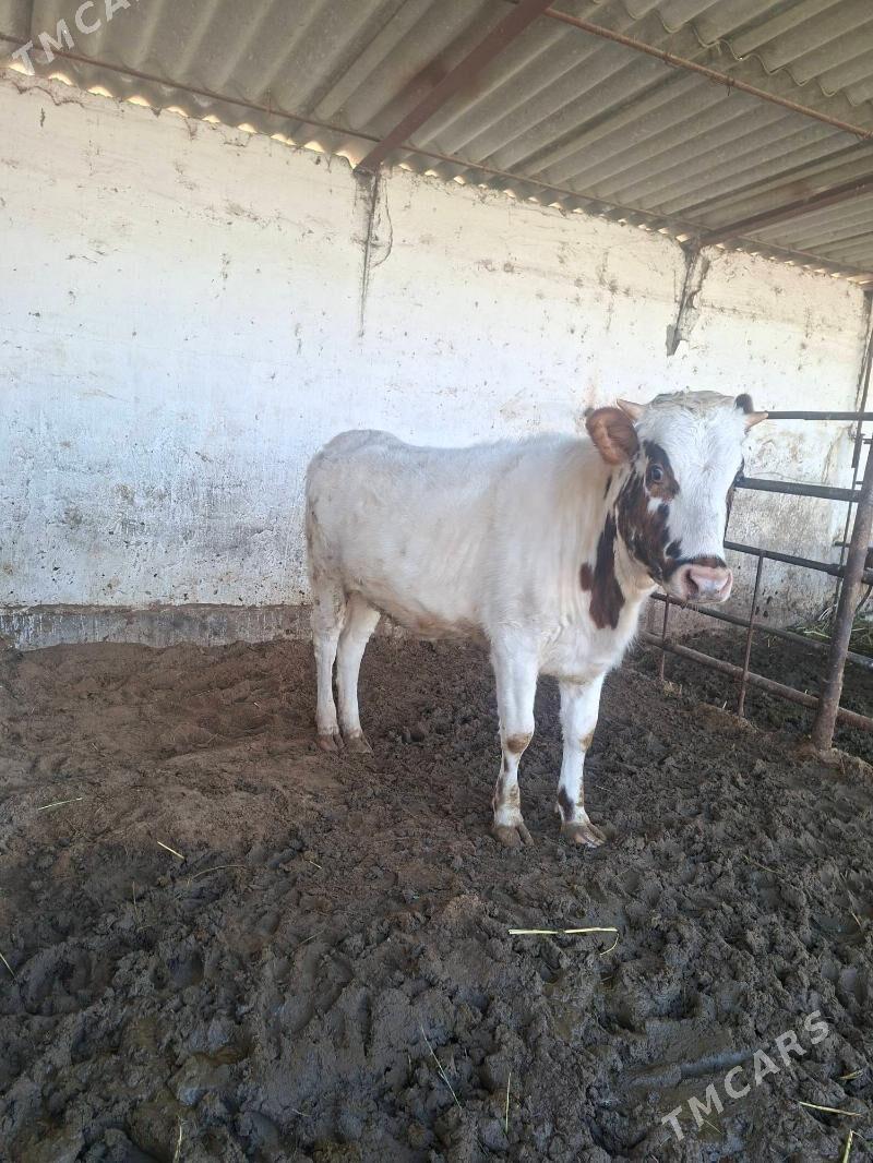 tuwe - Gökdepe - img 1