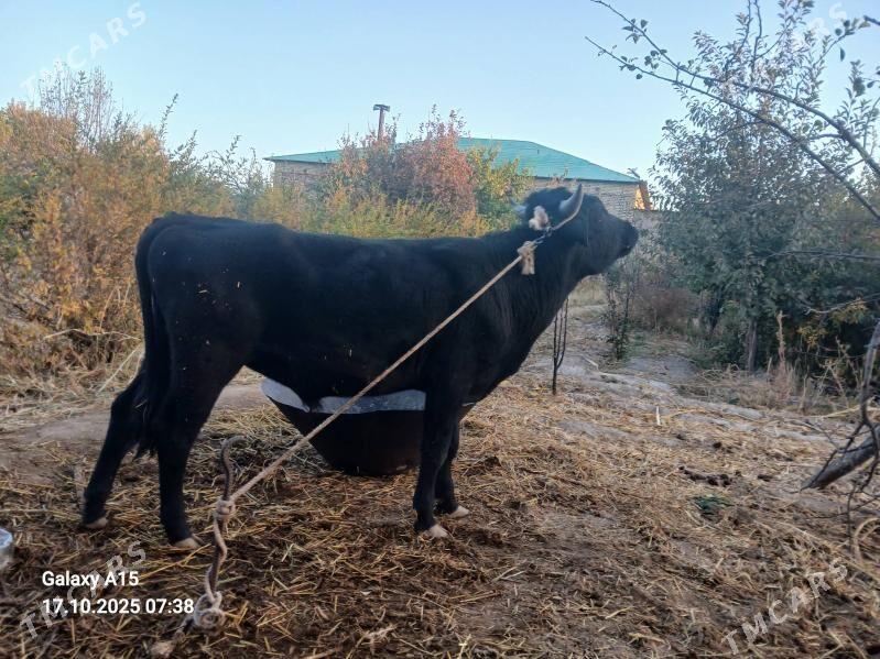 okuz - Şabat etr. - img 1