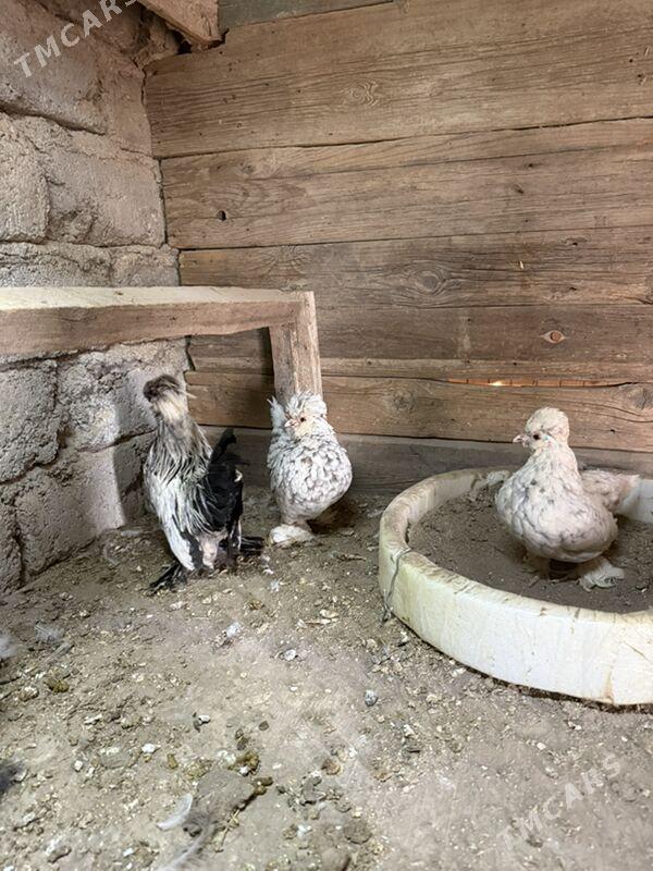 karlik troika - Хитровка - img 1