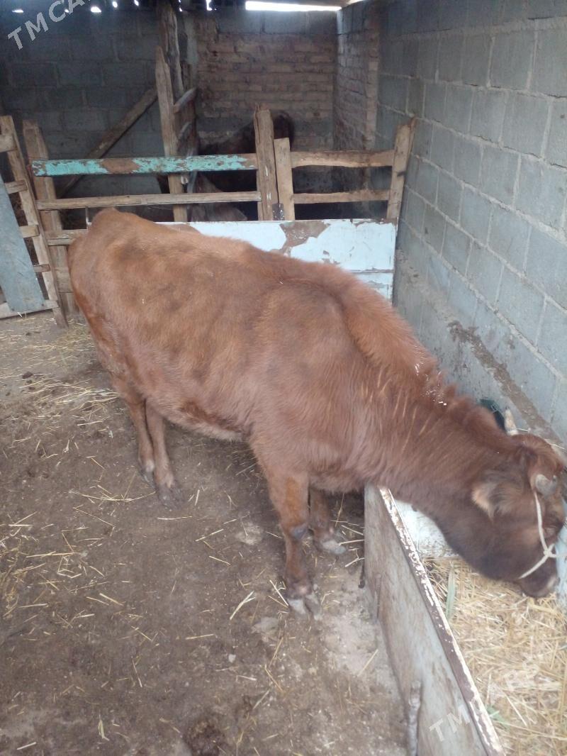 sygyr - Гумдаг - img 1