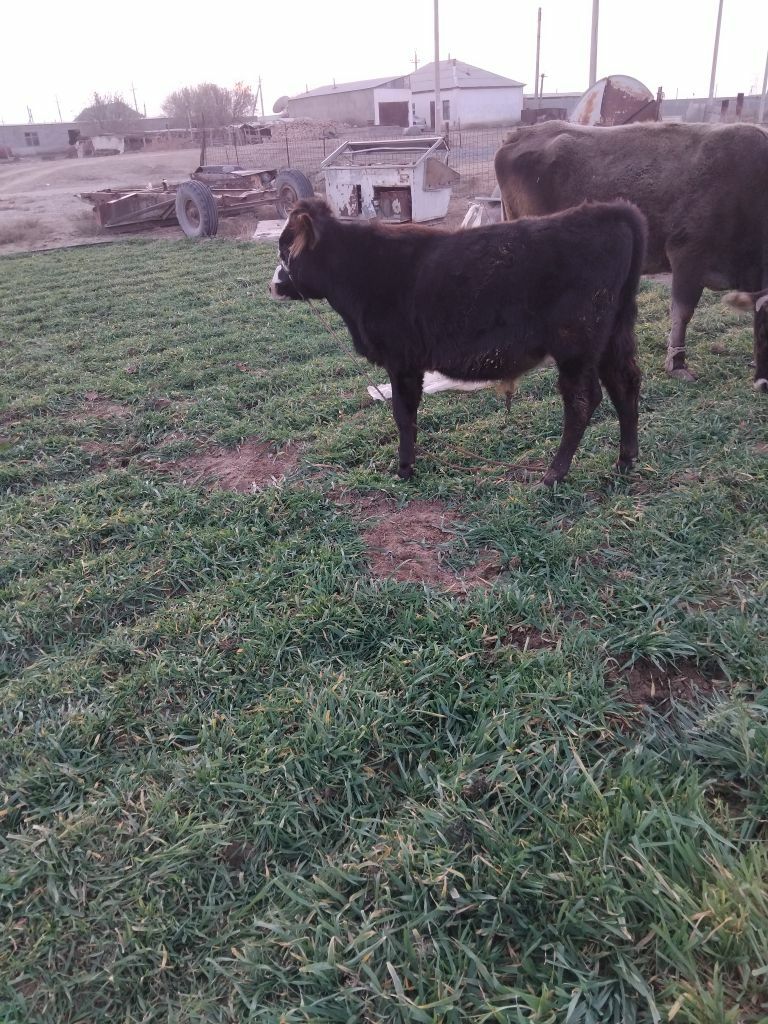 Okuzce - Büzmeýin - img 1