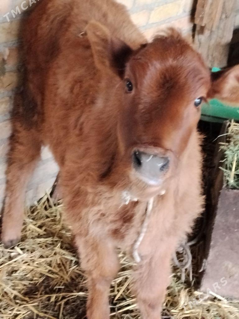 unajyn - Чарджоу - img 1