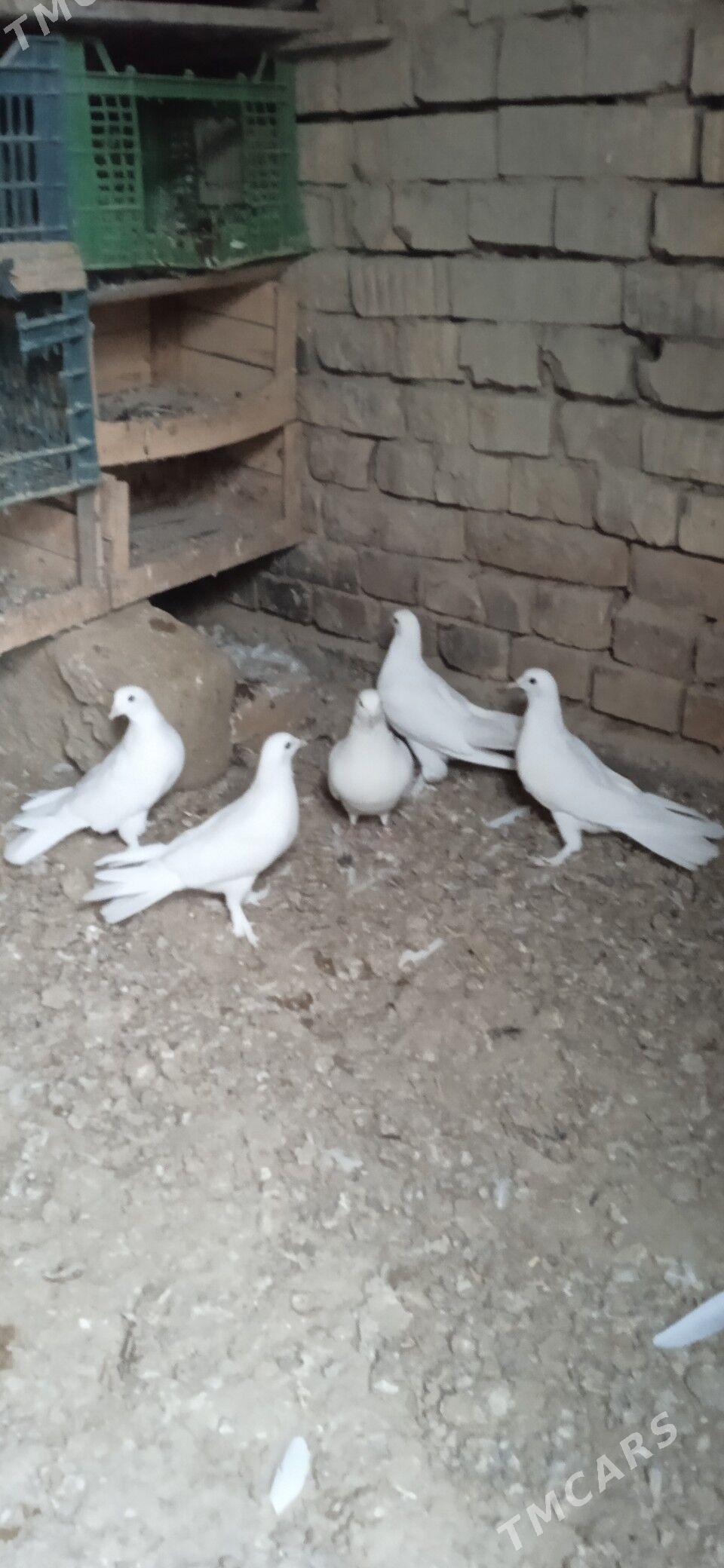 kepderi - Бахарден - img 1