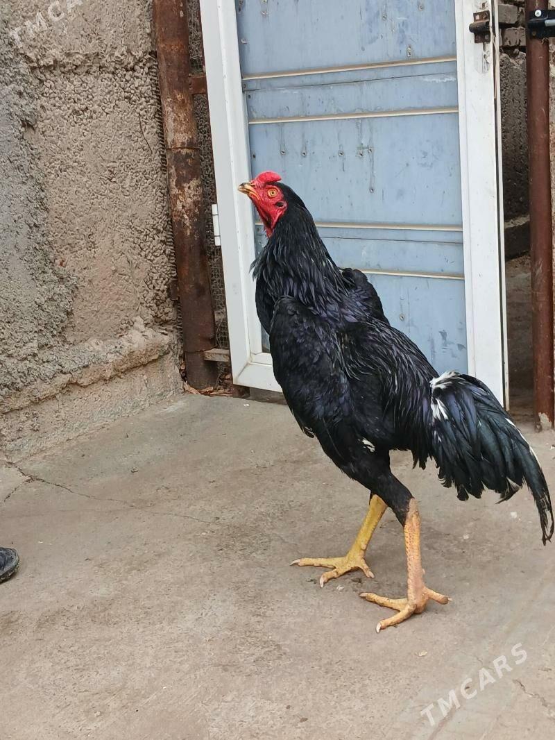 taşkent - Кëши - img 1