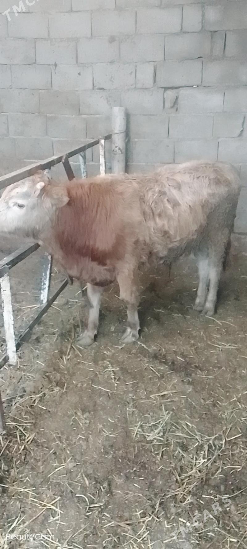 okız - Gökdepe - img 1