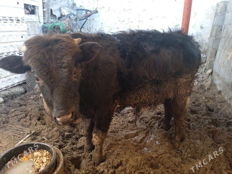 okuz - Esenguly - img 1