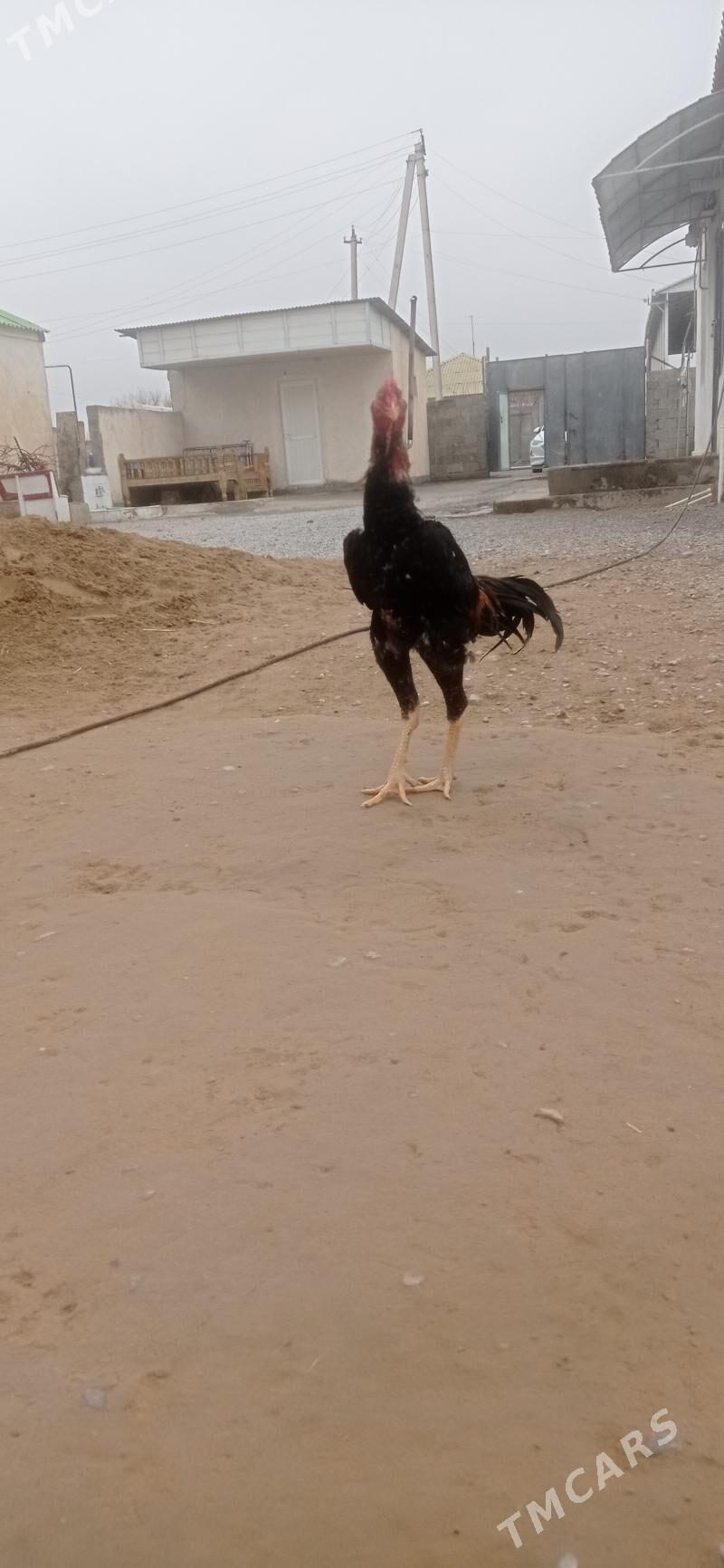 Taskent - Бузмеин - img 1