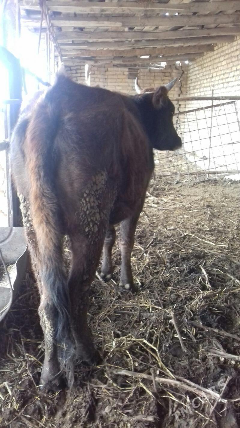 ýetik Bogaz sygyr - Чарджоу - img 1