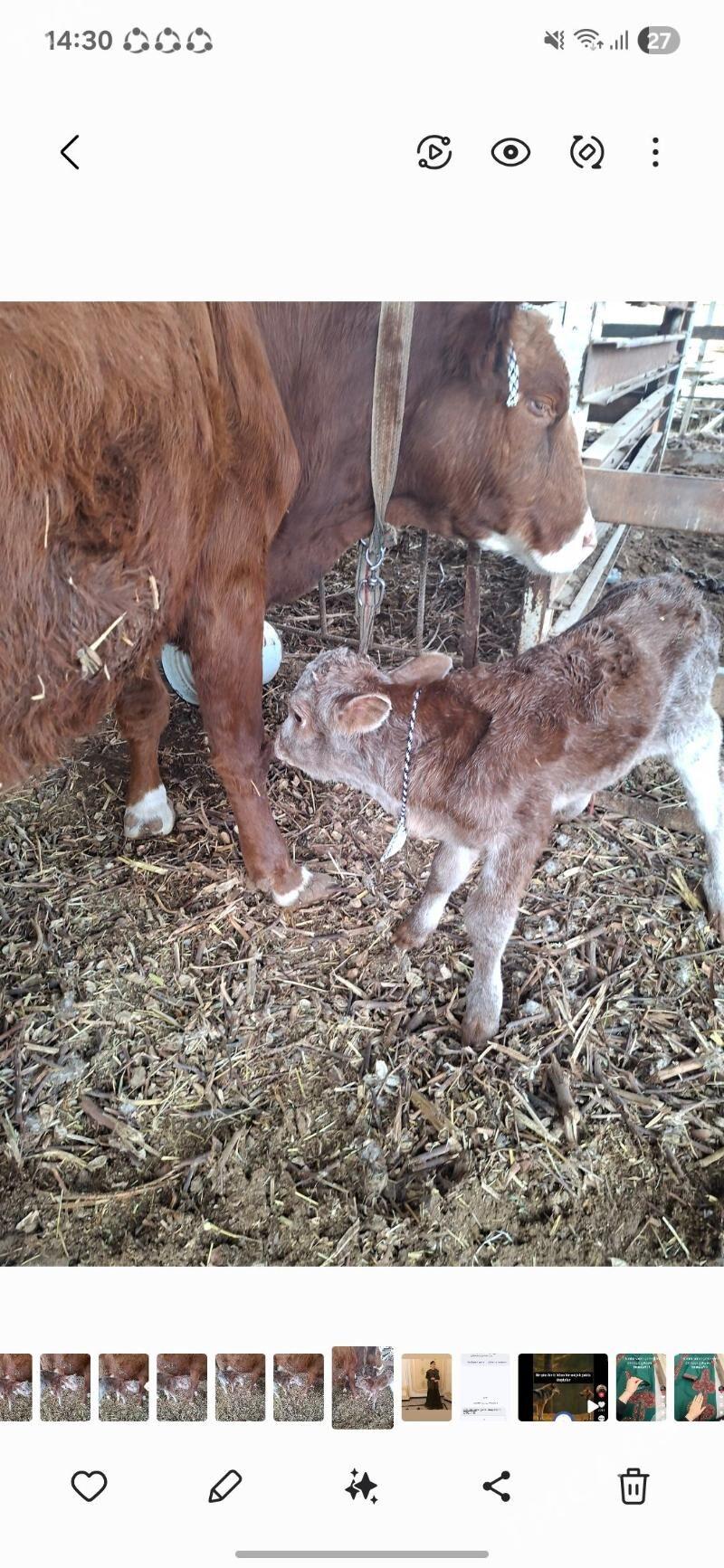 Göleli sygyr - Wekilbazar - img 1