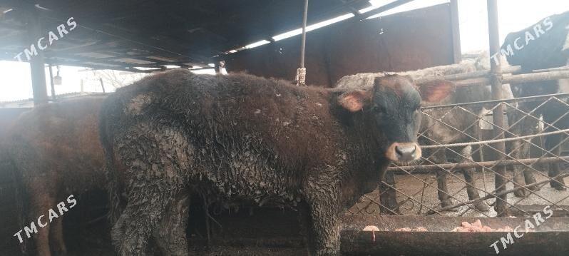 tuwe - Ak bugdaý etraby - img 1