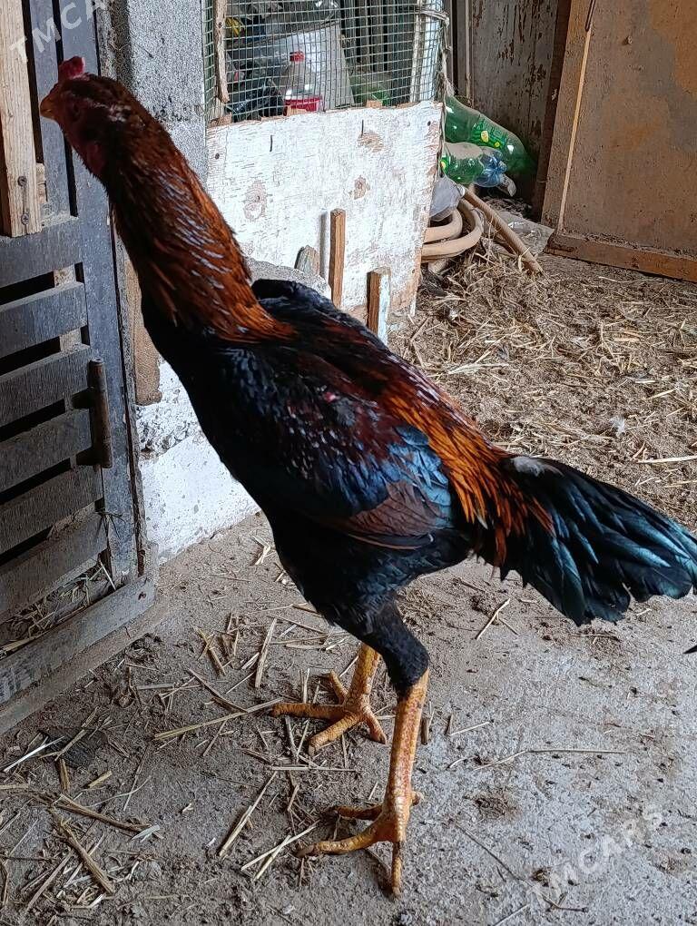 Baýsowy horaz - Мары - img 1