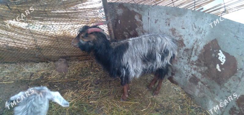 Geçi - Гёкдепе - img 1