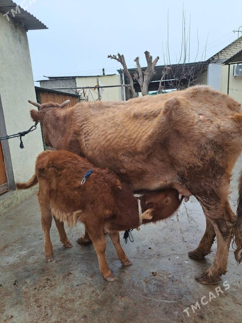 sygyr - Анев - img 1