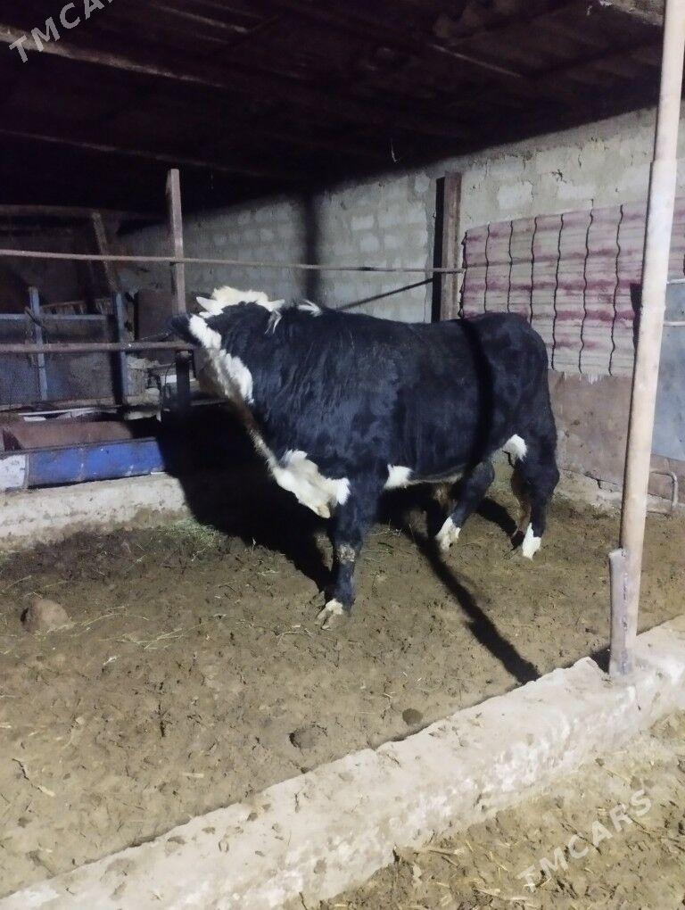 okuz - Бузмеин - img 1