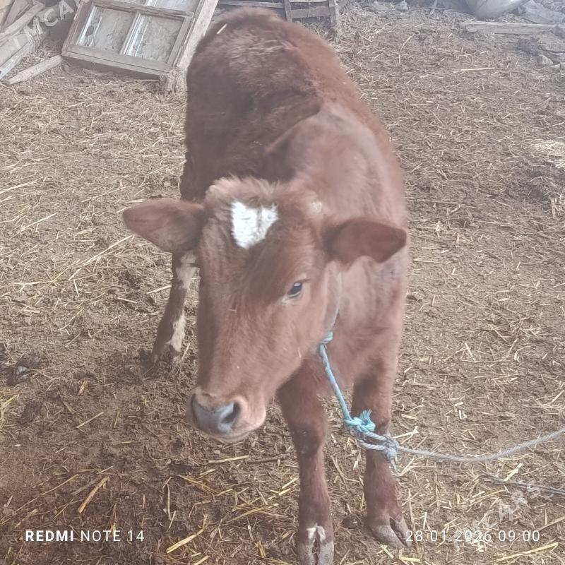 Gunajyn - Чарджоу - img 1