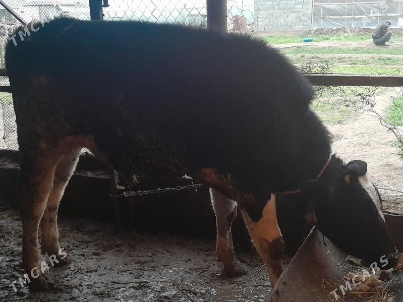 Galisdeyin - Gypjak - img 1