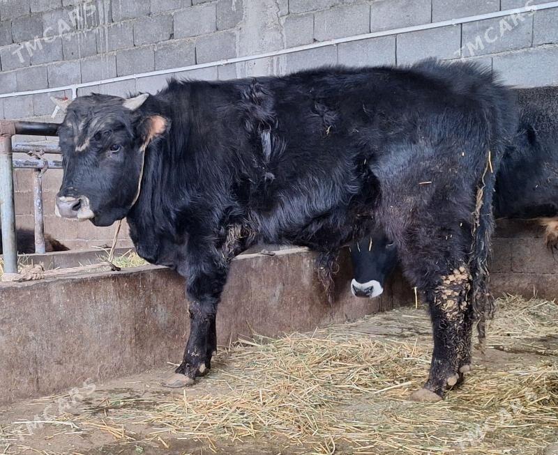 öküz - Aşgabat - img 1