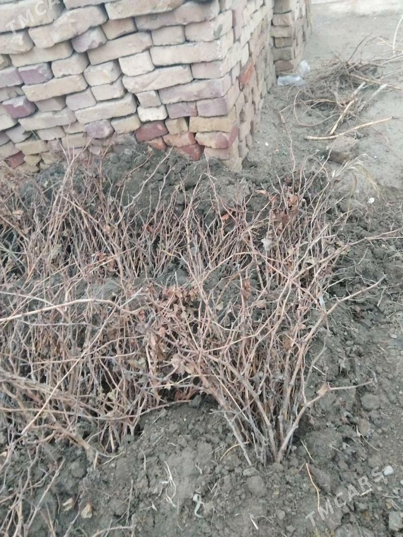 bag şitil - Гёкдепе - img 1