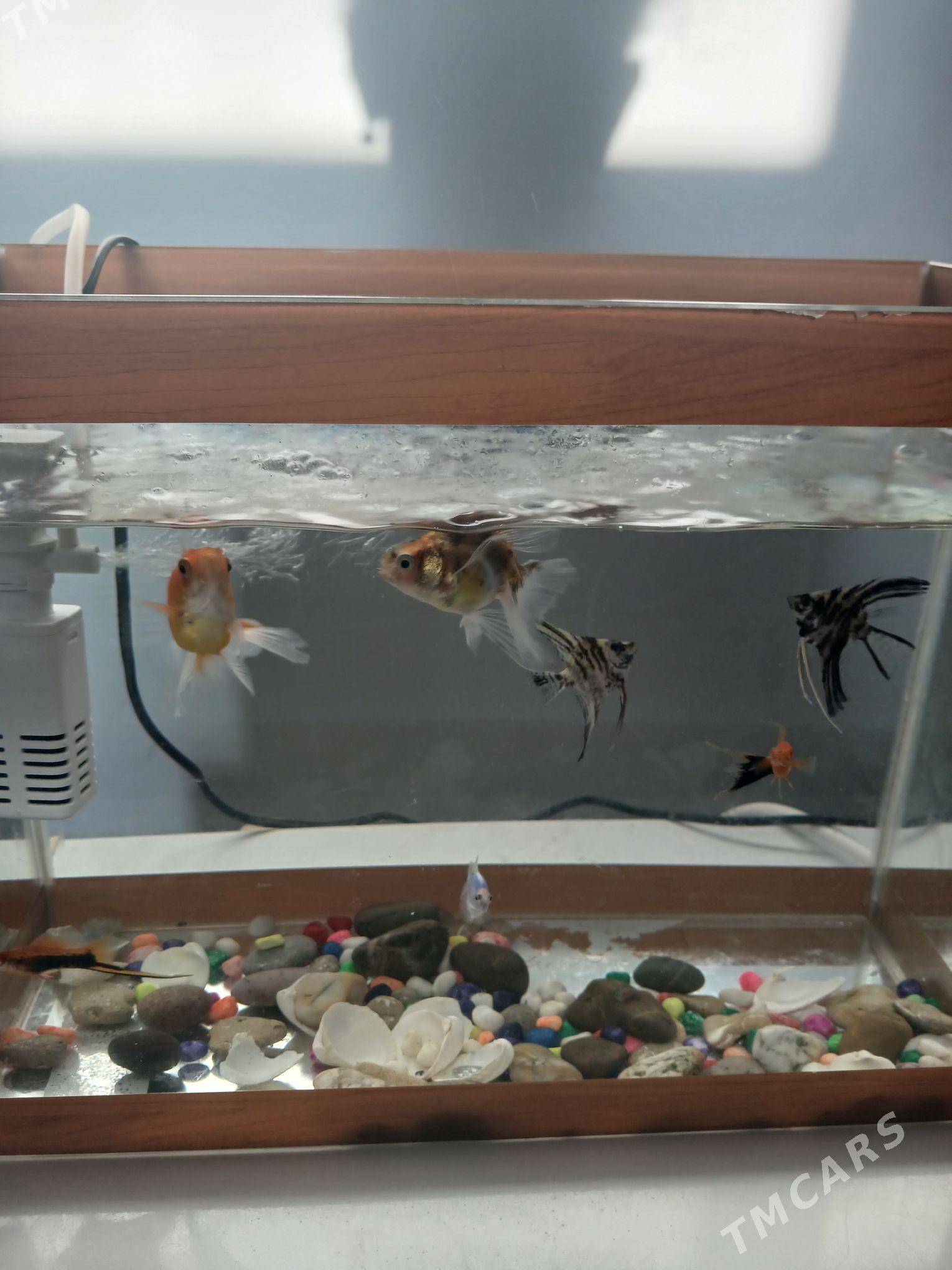 Akwarýum - Türkmenbaşy - img 1