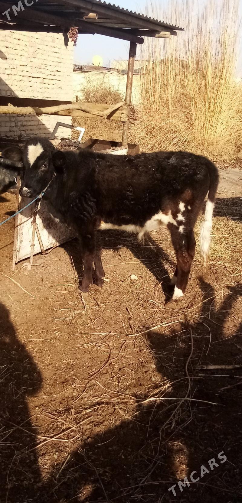 Окузче - Туркменабат - img 1