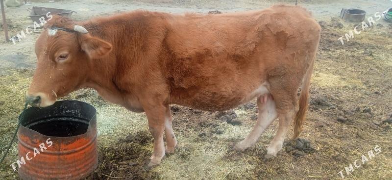 bogaz sygyr - Bäherden - img 1