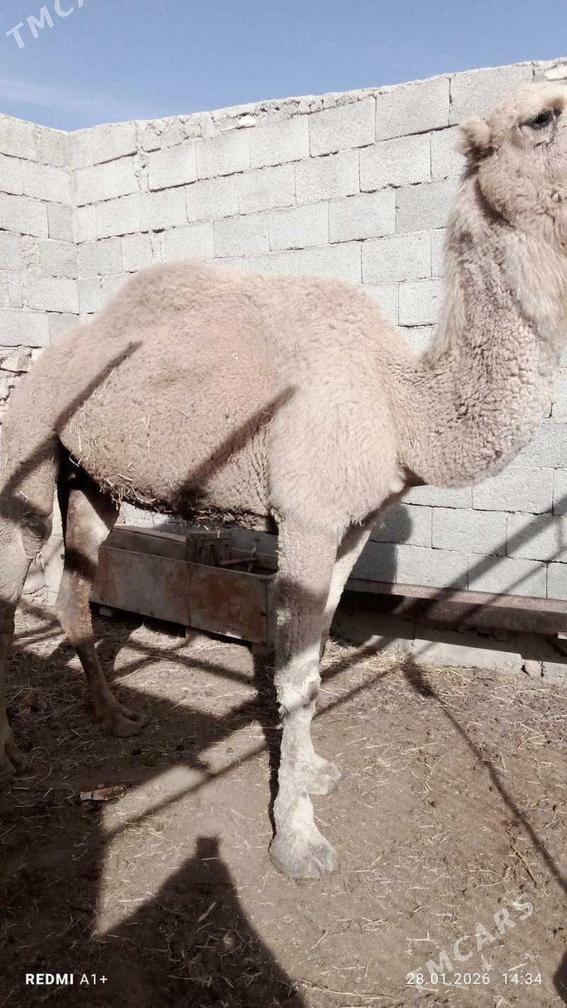 Düýe - Balkanabat - img 1