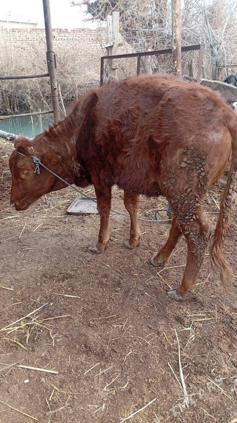 boğaz sygyr - Sakar - img 1