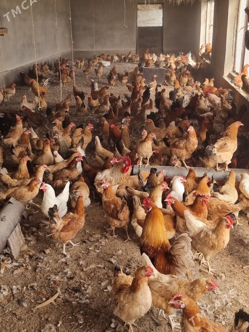 towuk - Теджен - img 1