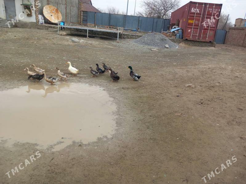 Ördek - Берекет - img 1