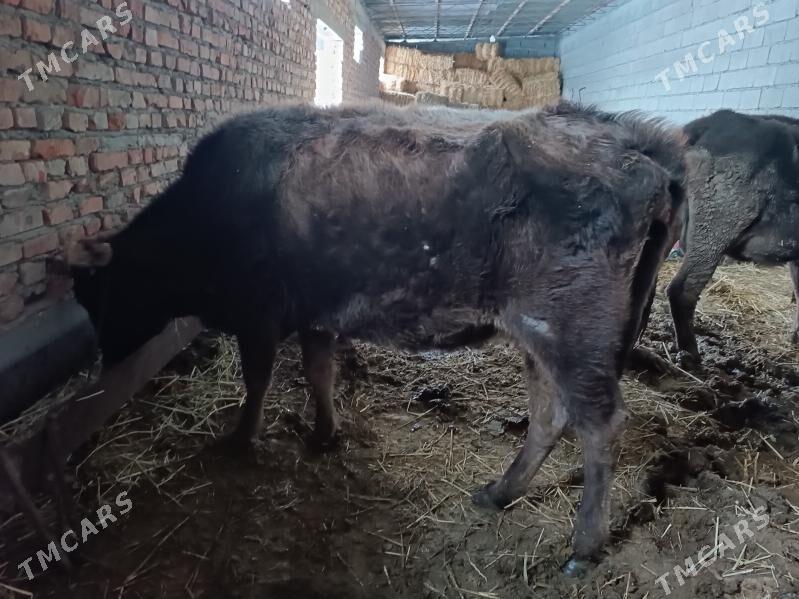 7 aýlyk bogaz sygyr - Бахарден - img 1