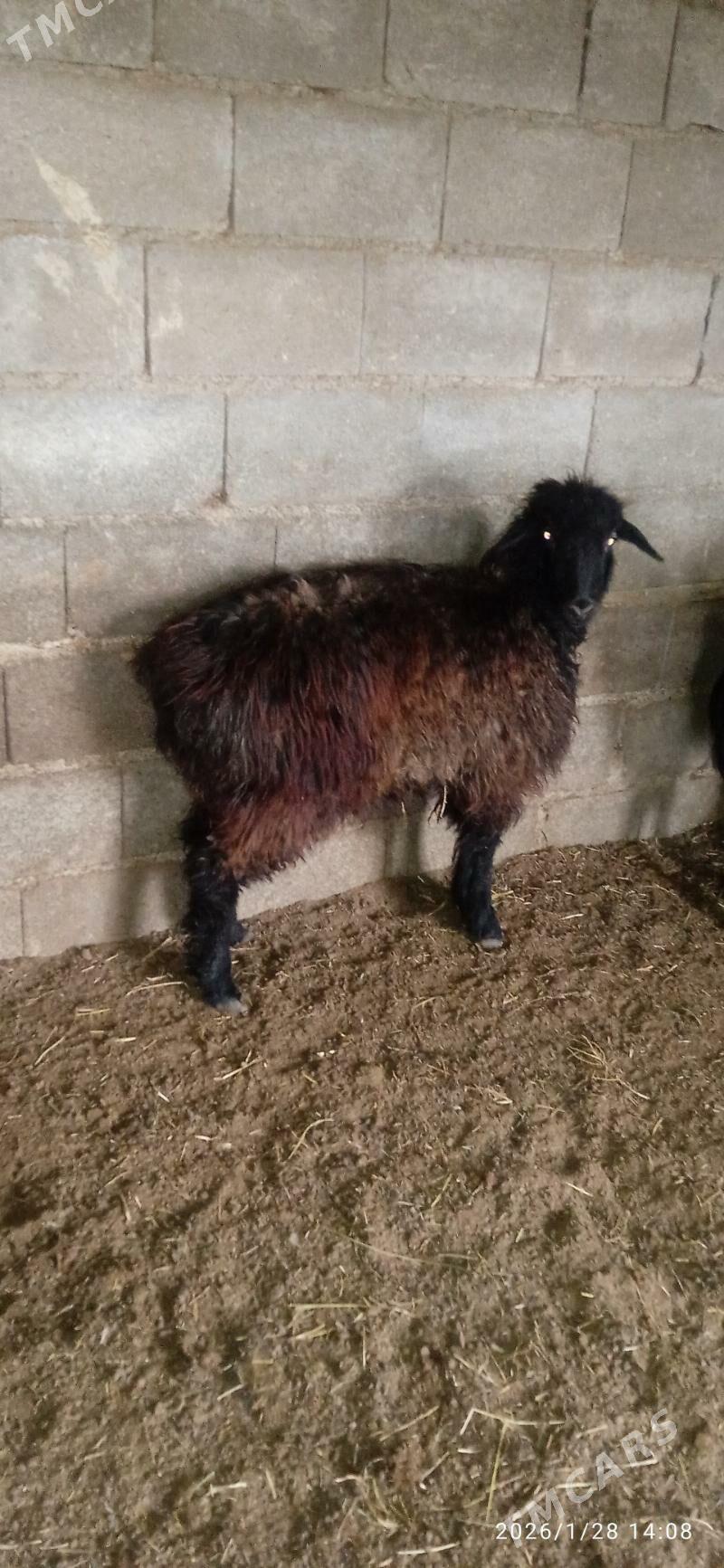 bakylan tokly - Bäherden - img 1