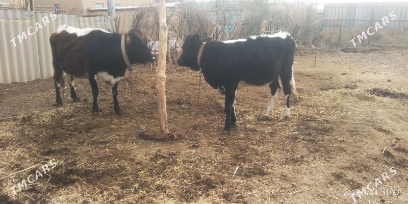 tohum mal zźka - Мары - img 1