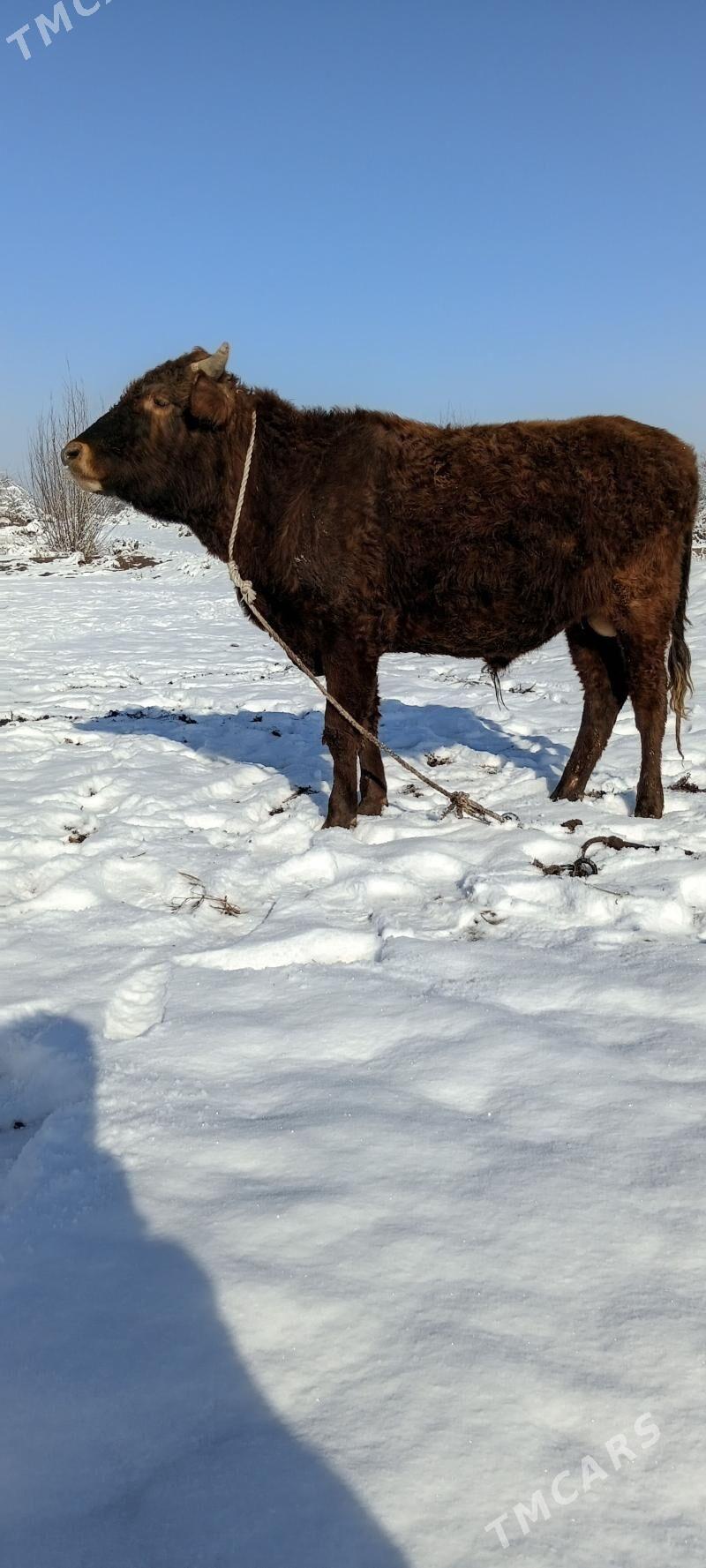 ökiz - Köneürgenç - img 1